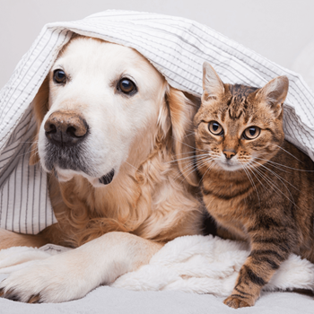 a cat and a dog laying on a bed covered by a magazine